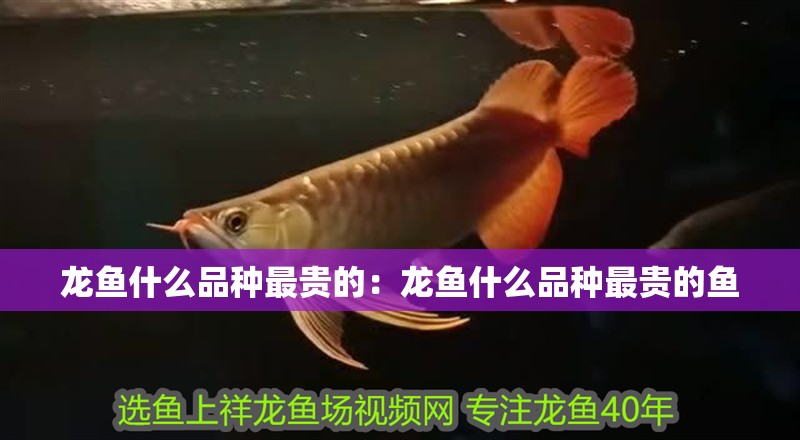 龍魚什么品種最貴的：龍魚什么品種最貴的魚