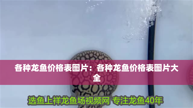 各種龍魚價(jià)格表圖片：各種龍魚價(jià)格表圖片大全