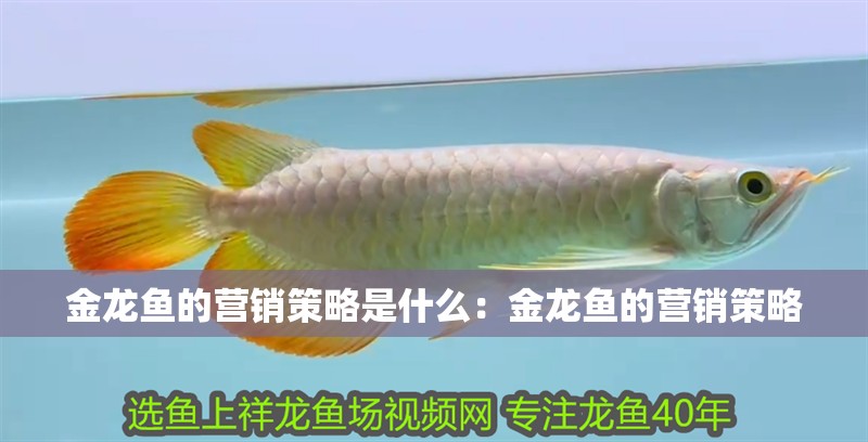 金龍魚的營銷策略是什么：金龍魚的營銷策略