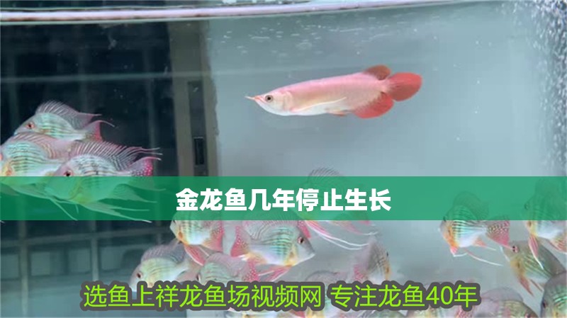 銀龍魚魚鱗爛了怎么治療圖片(龍魚魚鱗爛了怎么辦)