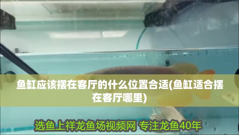 魚缸應該擺在客廳的什么位置合適(魚缸適合擺在客廳哪里)