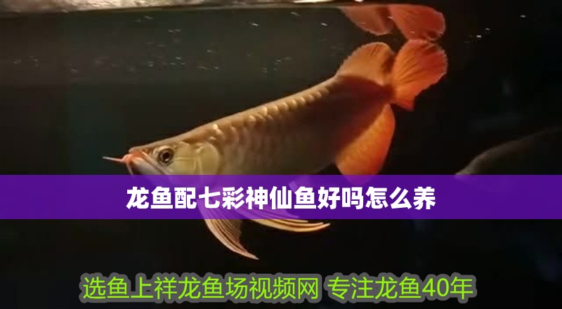 龍魚配七彩神仙魚好嗎怎么養