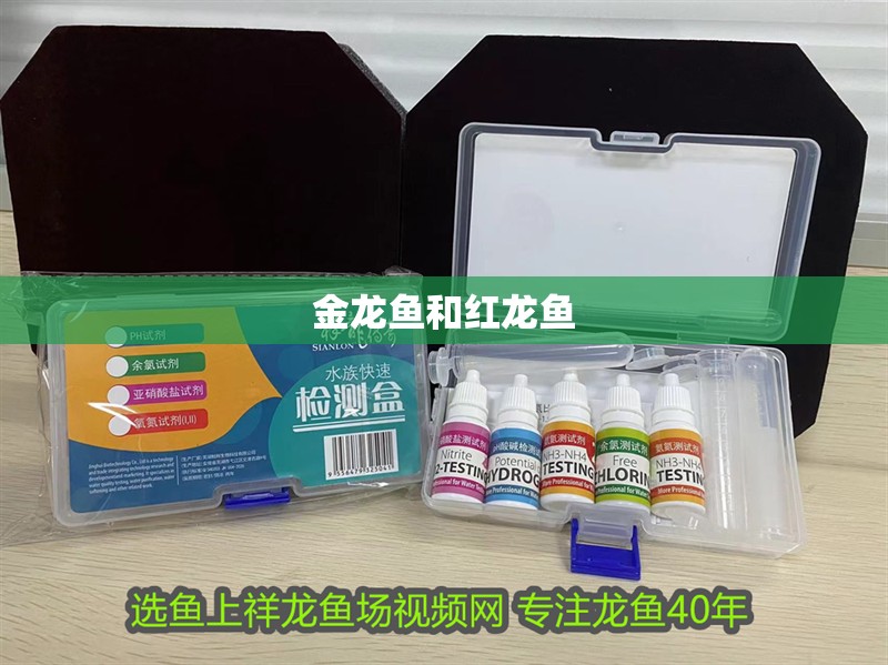 金龍魚和紅龍魚