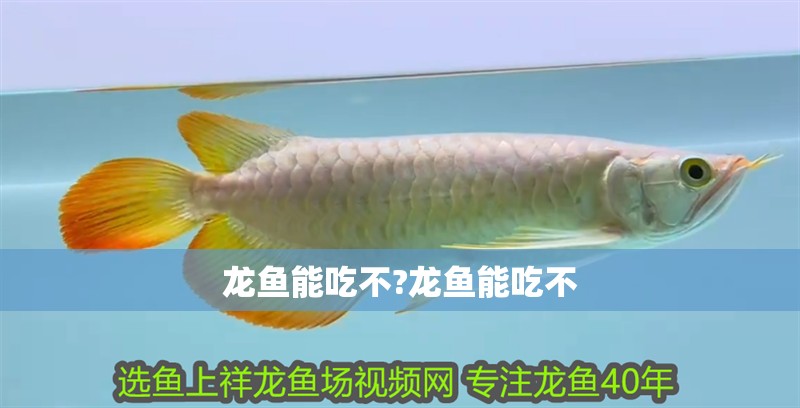龍魚能吃不?龍魚能吃不