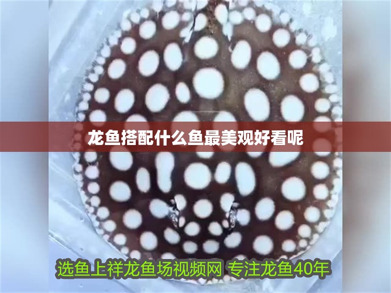 龍魚搭配什么魚最美觀好看呢