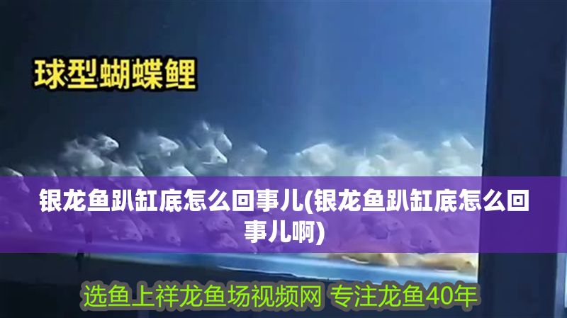 銀龍魚趴缸底怎么回事兒(銀龍魚趴缸底怎么回事兒啊)