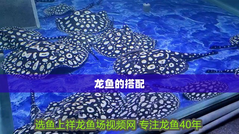 龍魚的搭配