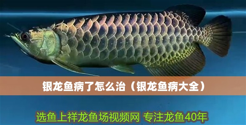 銀龍魚病了怎么治（銀龍魚病大全）