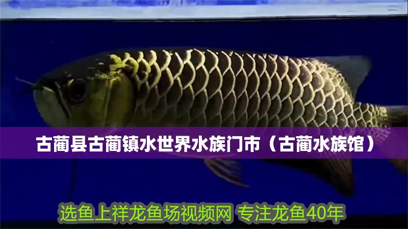 銀龍魚公母怎么區分視頻(銀龍魚公母怎么區分視頻教學)