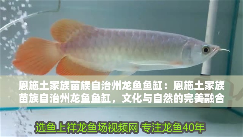 恩施土家族苗族自治州龍魚魚缸：恩施土家族苗族自治州龍魚魚缸，文化與自然的完美融合