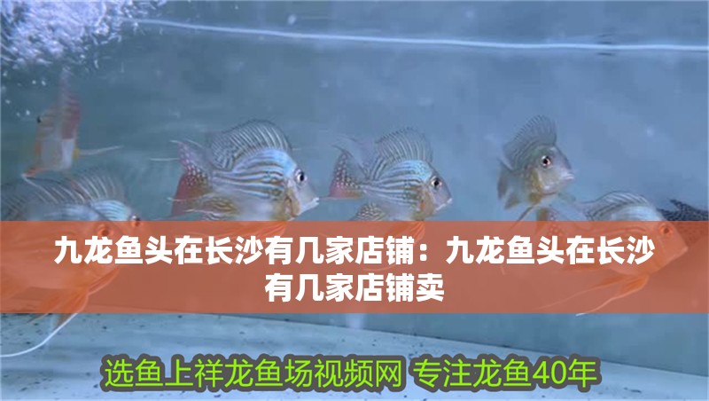 九龍魚頭在長沙有幾家店鋪：九龍魚頭在長沙有幾家店鋪賣