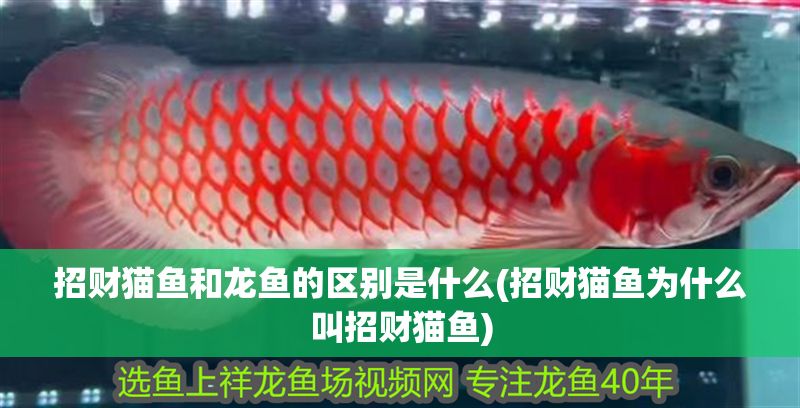 招財貓魚和龍魚的區別是什么(招財貓魚為什么叫招財貓魚)