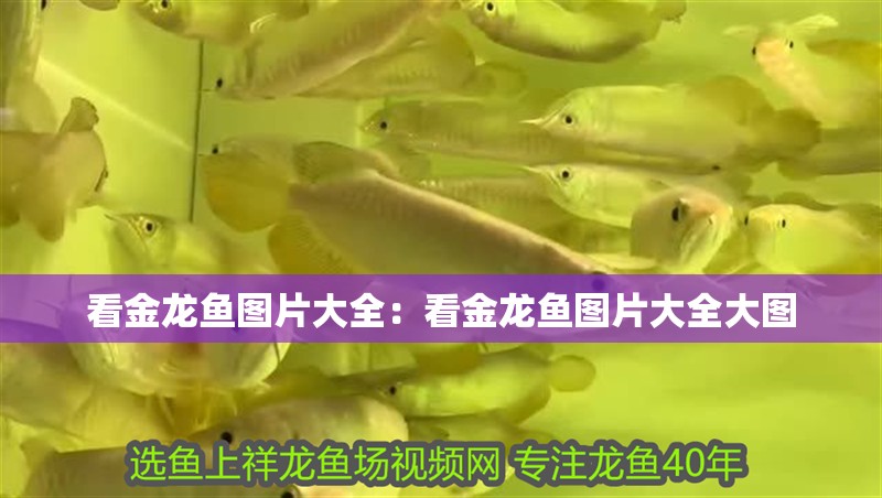 看金龍魚圖片大全：看金龍魚圖片大全大圖