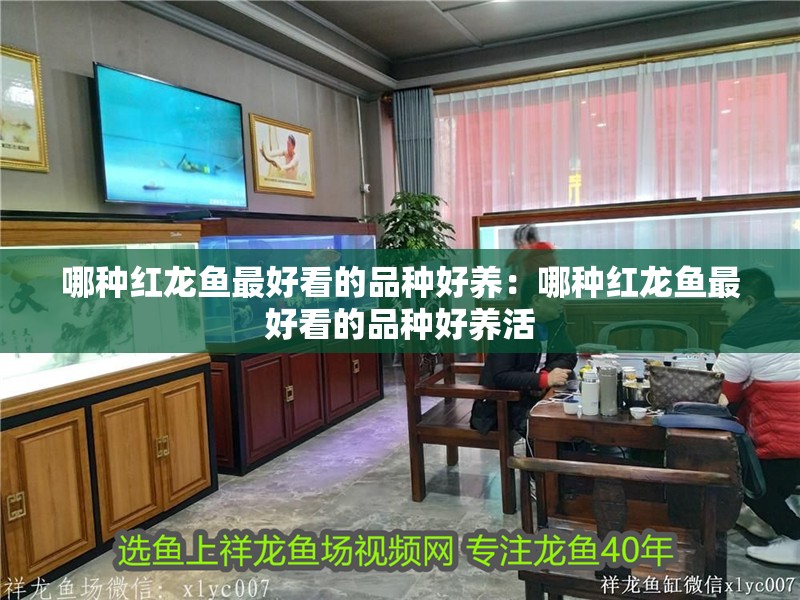 哪種紅龍魚最好看的品種好養：哪種紅龍魚最好看的品種好養活