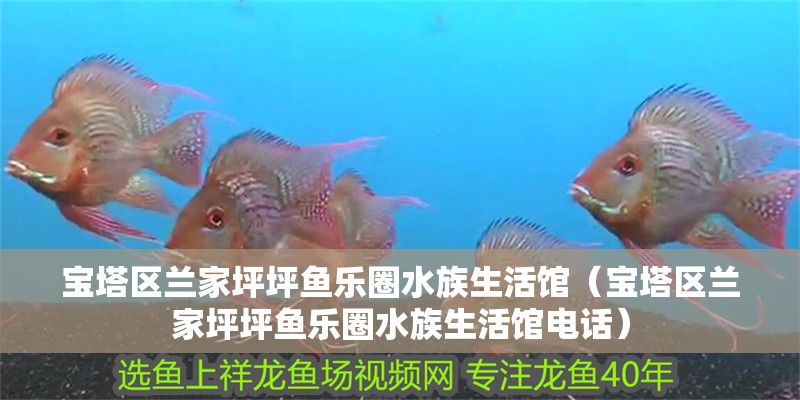 寶塔區蘭家坪坪魚樂圈水族生活館（寶塔區蘭家坪坪魚樂圈水族生活館電話）