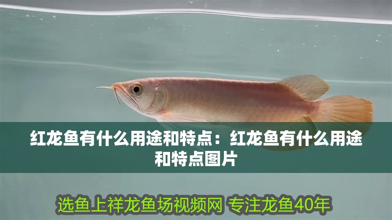 紅龍魚有什么用途和特點：紅龍魚有什么用途和特點圖片