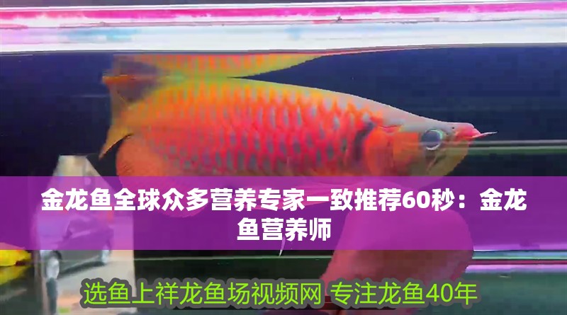 金龍魚全球眾多營養專家一致推薦60秒：金龍魚營養師