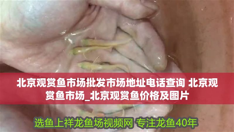 北京觀賞魚市場批發市場地址電話查詢 北京觀賞魚市場_北京觀賞魚價格及圖片