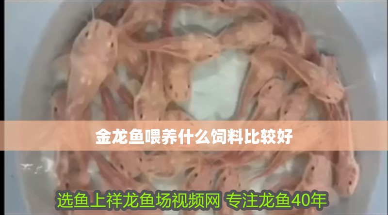 金龍魚喂養(yǎng)什么飼料比較好