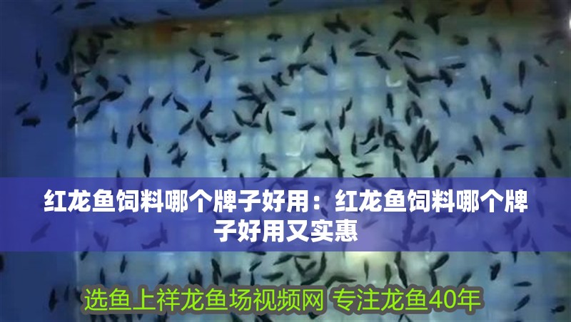 紅龍魚(yú)飼料哪個(gè)牌子好用：紅龍魚(yú)飼料哪個(gè)牌子好用又實(shí)惠