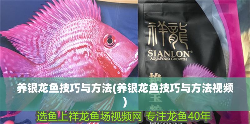 養銀龍魚技巧與方法(養銀龍魚技巧與方法視頻)