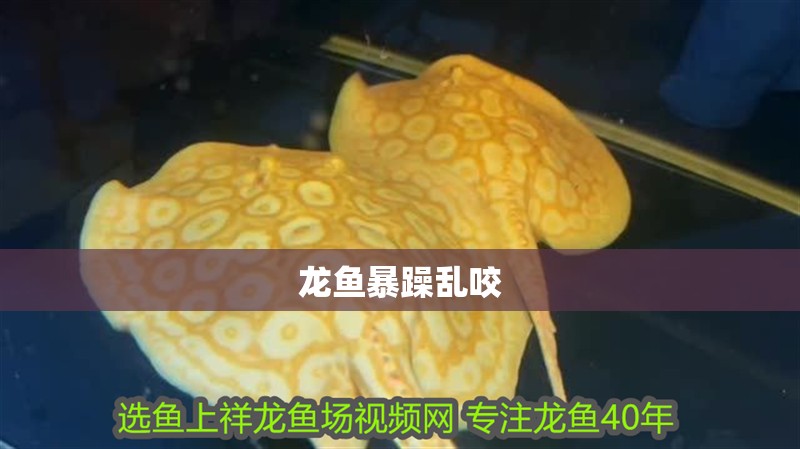 龍魚暴躁亂咬