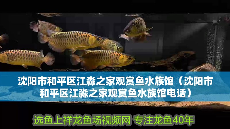沈陽市和平區(qū)江淼之家觀賞魚水族館（沈陽市和平區(qū)江淼之家觀賞魚水族館電話）