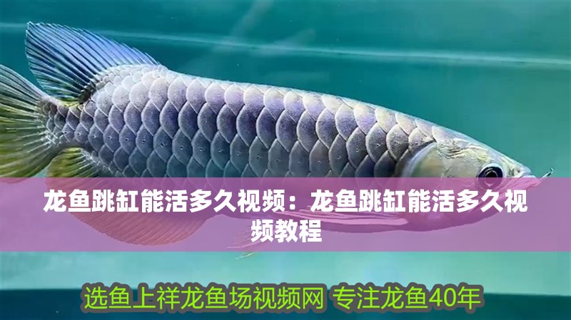 龍魚跳缸能活多久視頻：龍魚跳缸能活多久視頻教程 龍魚跳缸能活多久視頻：龍魚跳缸能活多久視頻教程 水族問答