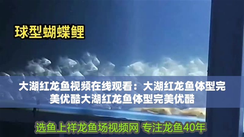 大湖紅龍魚視頻在線觀看：大湖紅龍魚體型完美優酷大湖紅龍魚體型完美優酷
