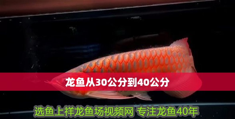 龍魚從30公分到40公分