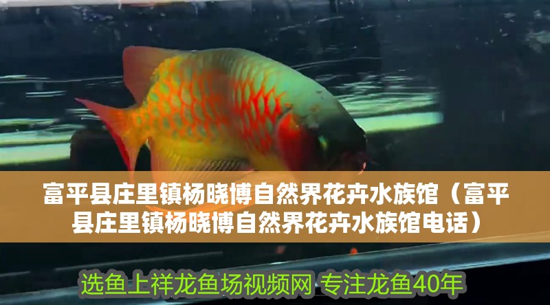 富平縣莊里鎮楊曉博自然界花卉水族館（富平縣莊里鎮楊曉博自然界花卉水族館電話）