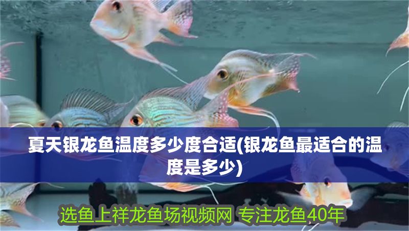 夏天銀龍魚(yú)溫度多少度合適(銀龍魚(yú)最適合的溫度是多少)