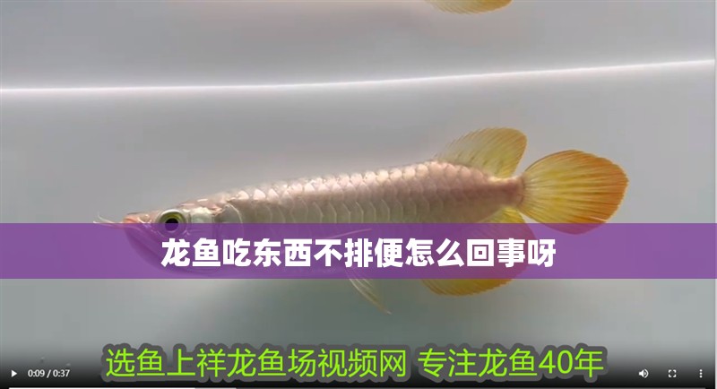 龍魚吃東西不排便怎么回事呀