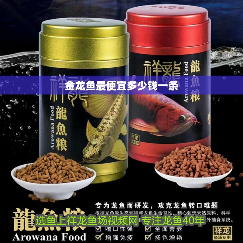 金龍魚最便宜多少錢一條