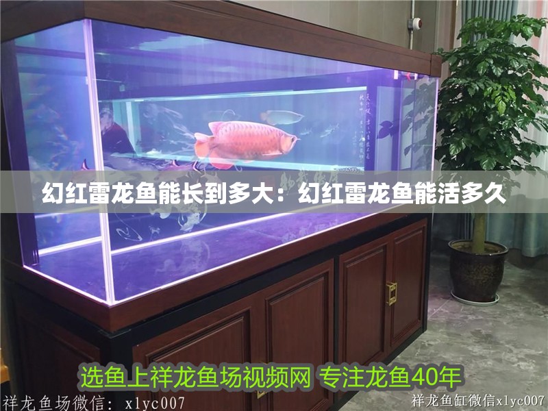 幻紅雷龍魚能長到多大：幻紅雷龍魚能活多久 幻紅雷龍魚能長到多大：幻紅雷龍魚能活多久 水族問答