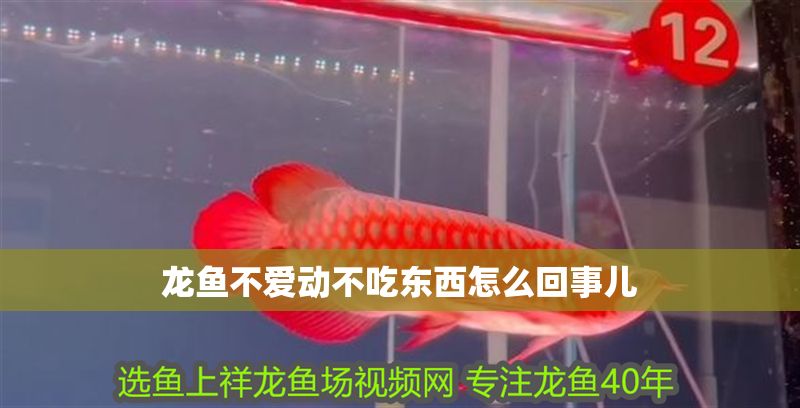 龍魚不愛動(dòng)不吃東西怎么回事兒