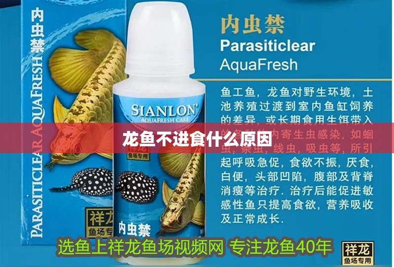 龍魚(yú)不進(jìn)食什么原因