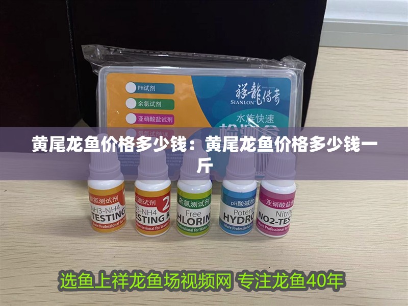黃尾龍魚價格多少錢：黃尾龍魚價格多少錢一斤