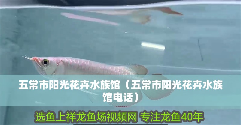 五常市陽光花卉水族館（五常市陽光花卉水族館電話）