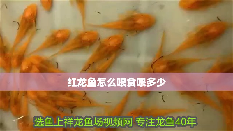紅龍魚怎么喂食喂多少