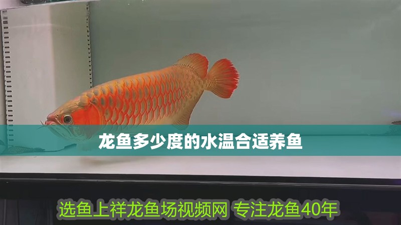 龍魚多少度的水溫合適養魚