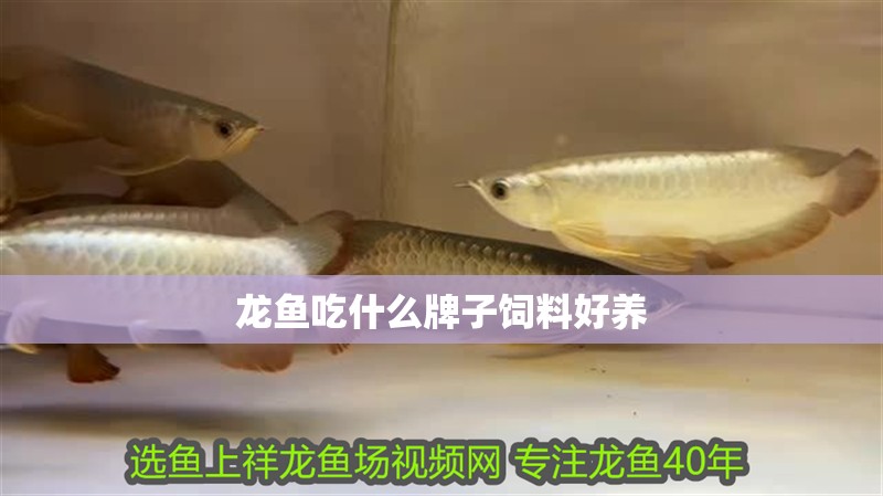 龍魚吃什么牌子飼料好養