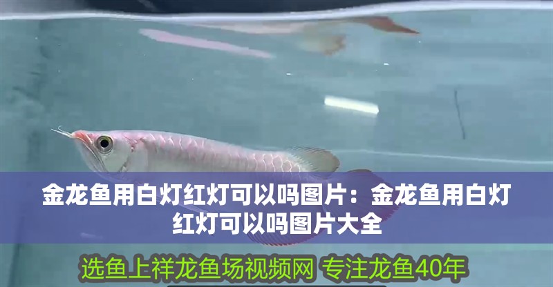 金龍魚用白燈紅燈可以嗎圖片：金龍魚用白燈紅燈可以嗎圖片大全