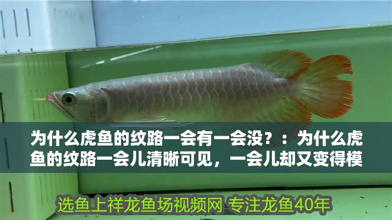 為什么虎魚的紋路一會(huì)有一會(huì)沒？：為什么虎魚的紋路一會(huì)兒清晰可見，一會(huì)兒卻又變得模糊或消失不見