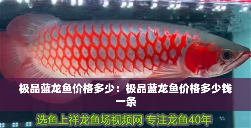 極品藍(lán)龍魚價(jià)格多少：極品藍(lán)龍魚價(jià)格多少錢一條