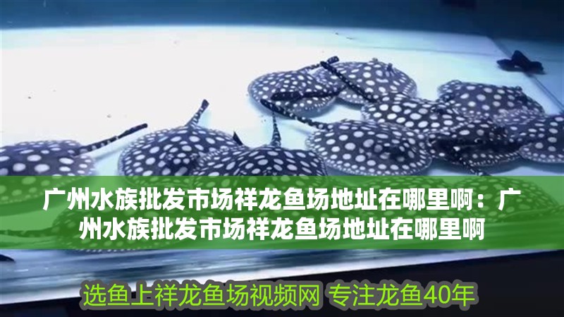 廣州水族批發(fā)市場(chǎng)祥龍魚(yú)場(chǎng)地址在哪里啊：廣州水族批發(fā)市場(chǎng)祥龍魚(yú)場(chǎng)地址在哪里啊