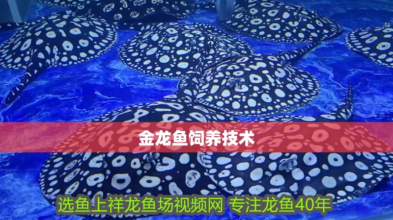 金龍魚飼養技術