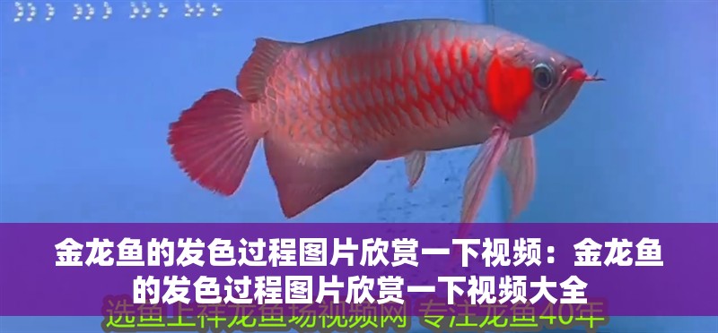 金龍魚的發色過程圖片欣賞一下視頻：金龍魚的發色過程圖片欣賞一下視頻大全
