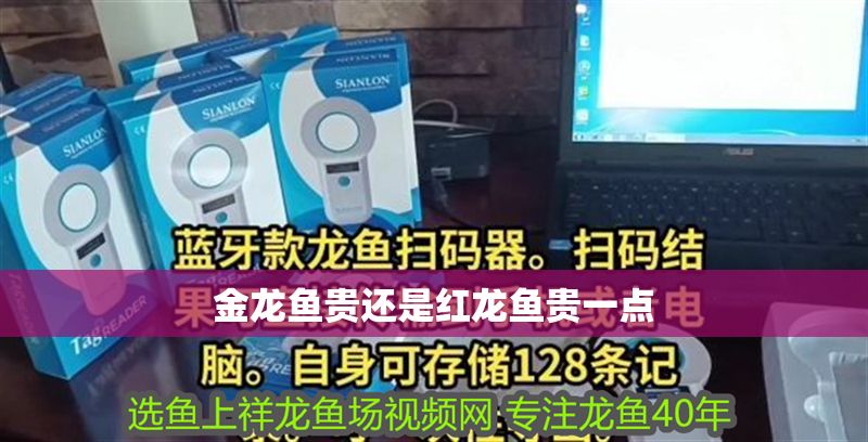 金龍魚貴還是紅龍魚貴一點