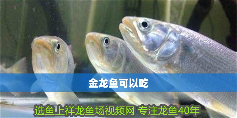 金龍魚可以吃